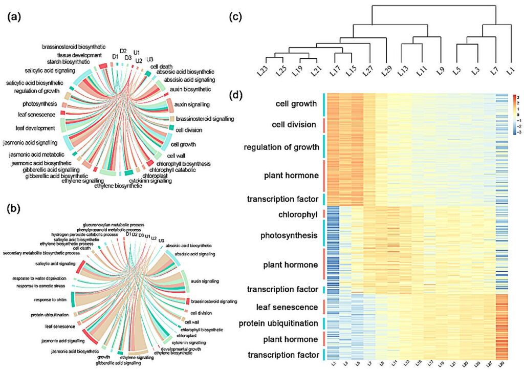 Forest polyploid breeding group analyzes genetic regulatory network of poplar