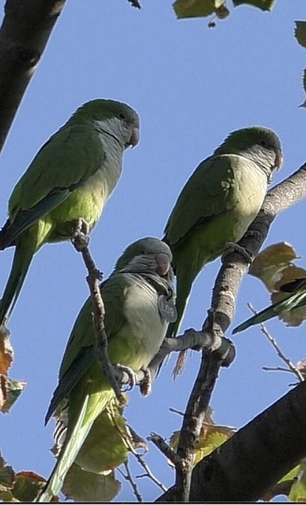 Parrots unique voiceprints may help recognize birds in flocks no