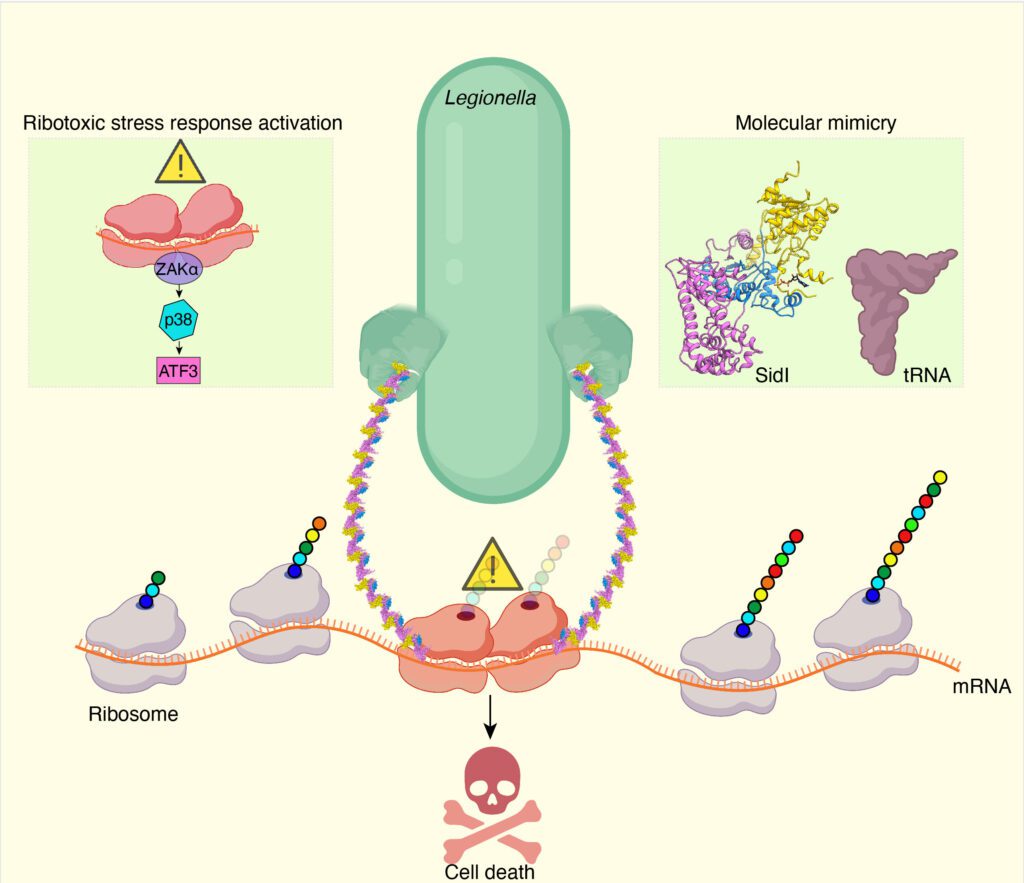 How Pathogenic Bacteria Use Molecular Mimicry To Invade Cells' Protein Building