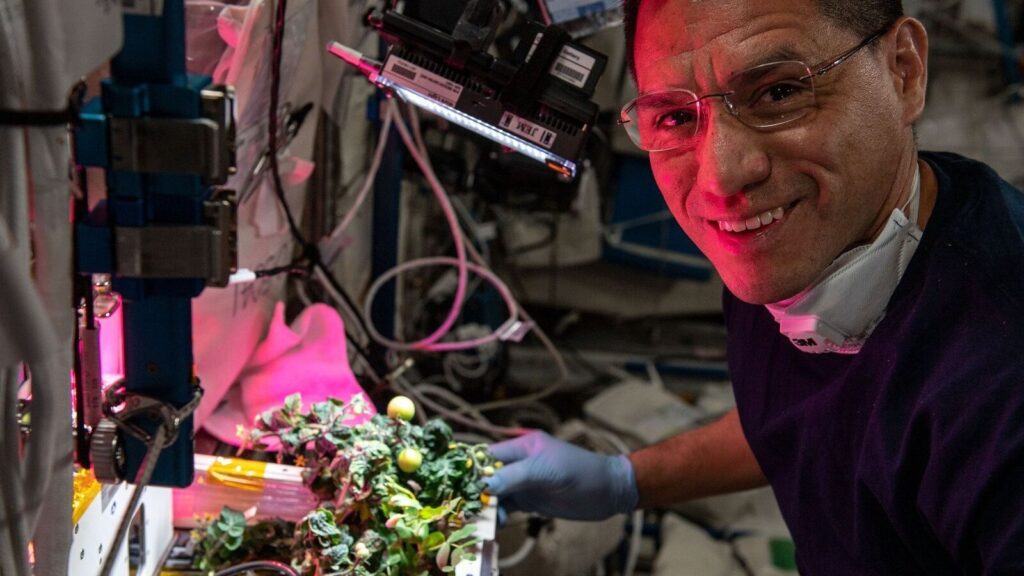 Lost And Found First Tomato Grown In Space: Nasa Shares