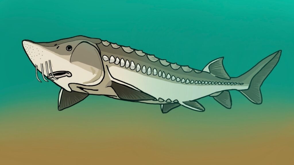 A 72 Million Year Old Sturgeon Discovered In Edmonton Is The First Fossil