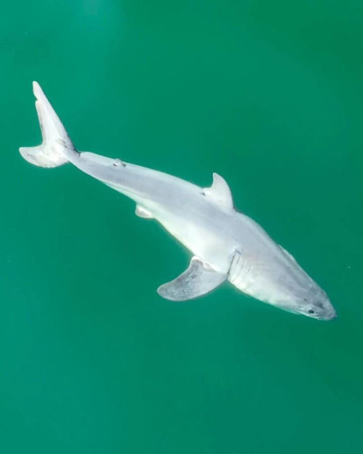 Drone Footage Reveals Newborn Great White Shark