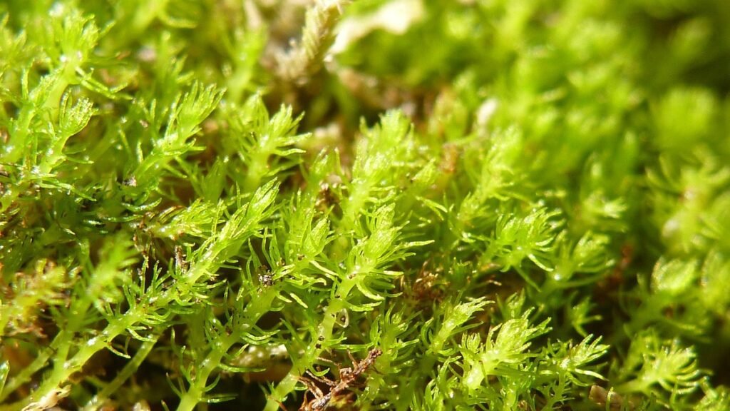 Takakia: A Resilient Moss That Fights Extinction