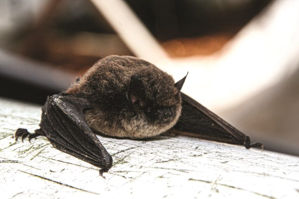 Communities Asked To Report Dead Bats Amid Threat Of White Nose