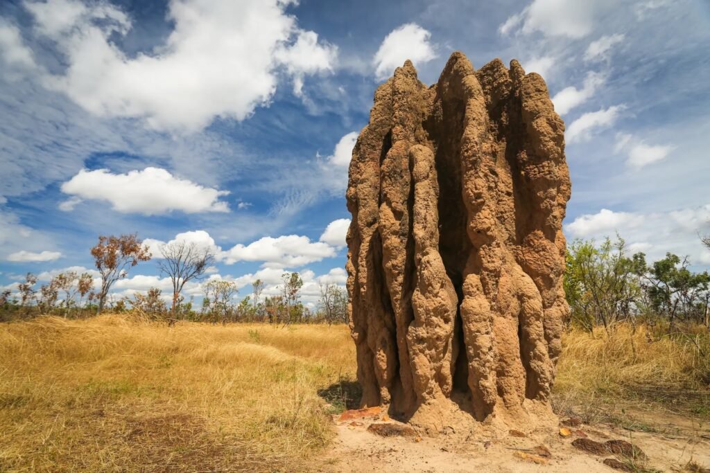 Engineers Draw Inspiration From Termite Mounds To Design Lunar Habitats