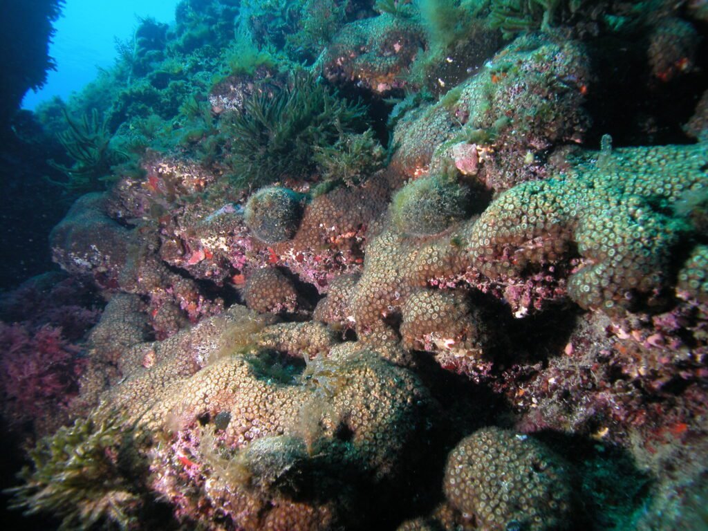 First Industrial Pollutants Discovered In Mediterranean Corals