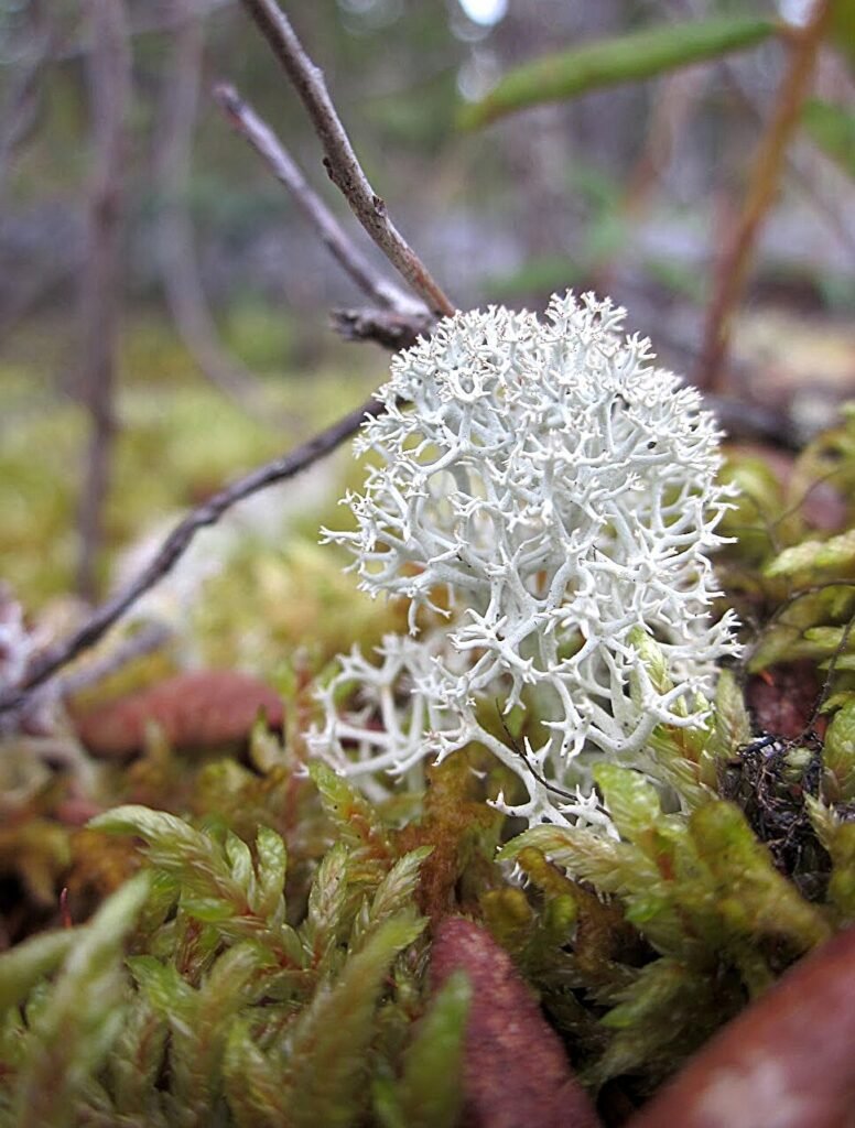 New Study Finds That Fungi Living On Healthy Plants Are
