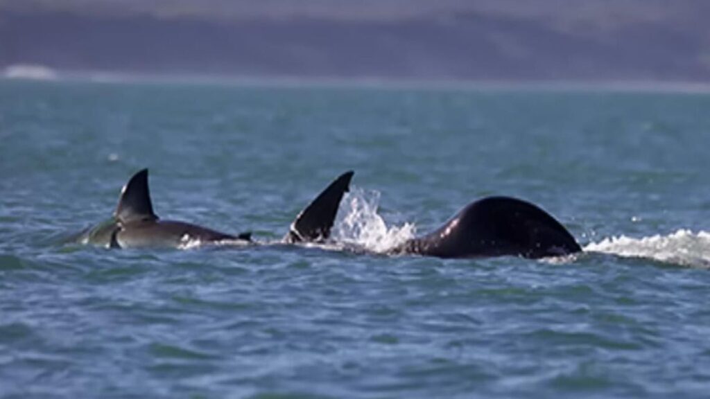 Killer Whale Hunts Down And Eats Great White Shark In