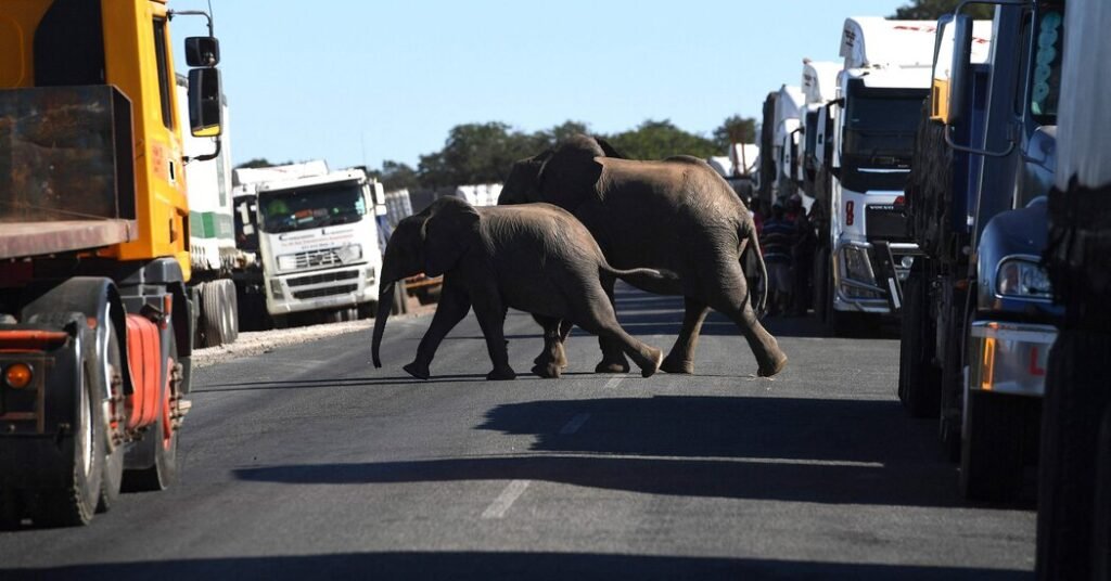 New Mexico Tourist Killed By Elephant In Zambia